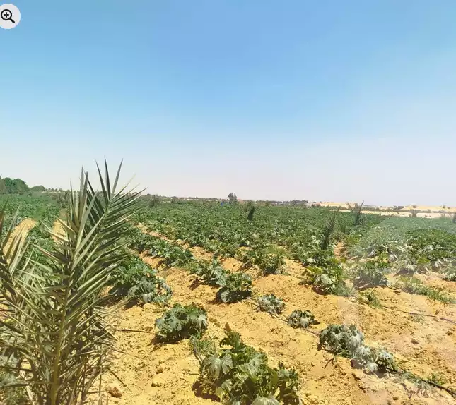 https://aqarmap.com.eg/en/listing/6164782-for-sale-cairo-ljyz-l-yt