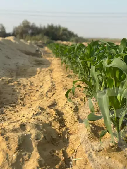 https://aqarmap.com.eg/en/listing/6164795-for-sale-beheira-wadi-el-natrun