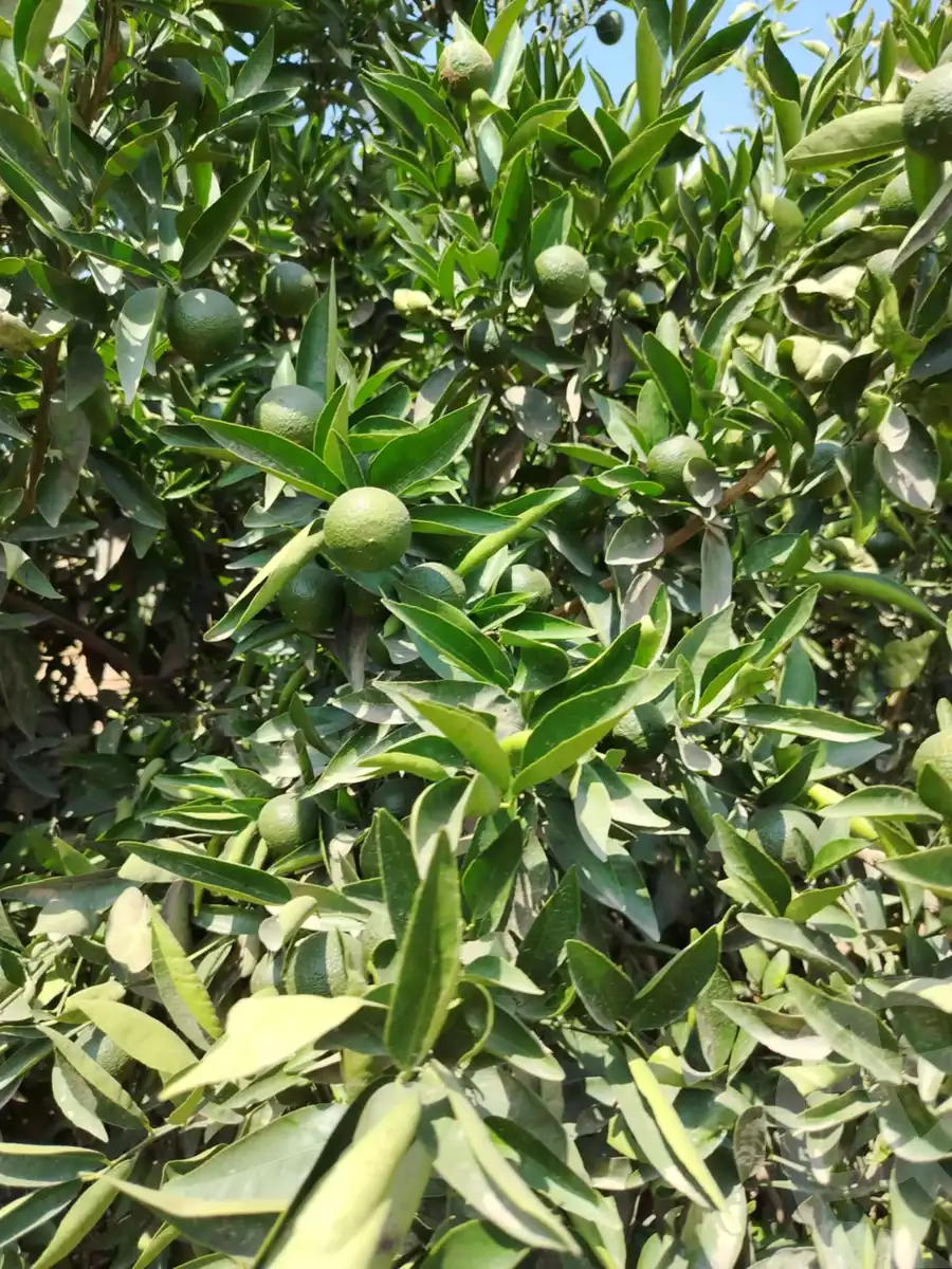 https://aqarmap.com.eg/ar/listing/6174922-for-sale-sharqia-10th-of-ramadan-el-hay-el-motamayez