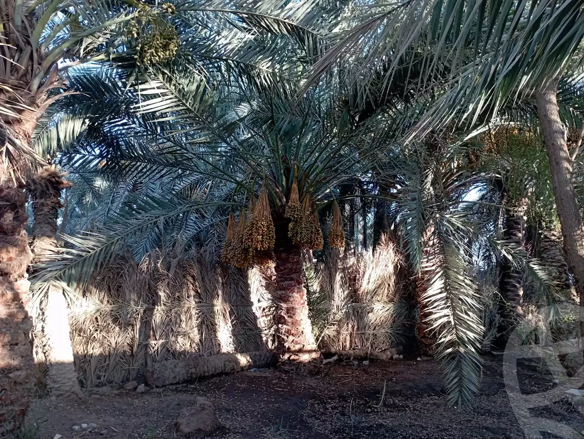 https://aqarmap.com.eg/ar/listing/6231760-for-sale-marsa-matruh-siwa-oasis-wahet-siwaa-city