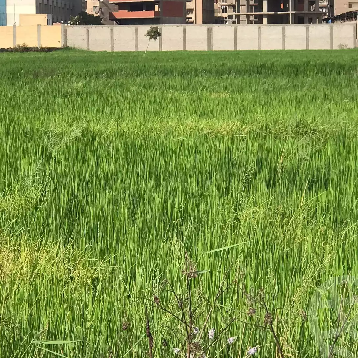 https://aqarmap.com.eg/en/listing/6264830-for-sale-dakahlia-mansoura