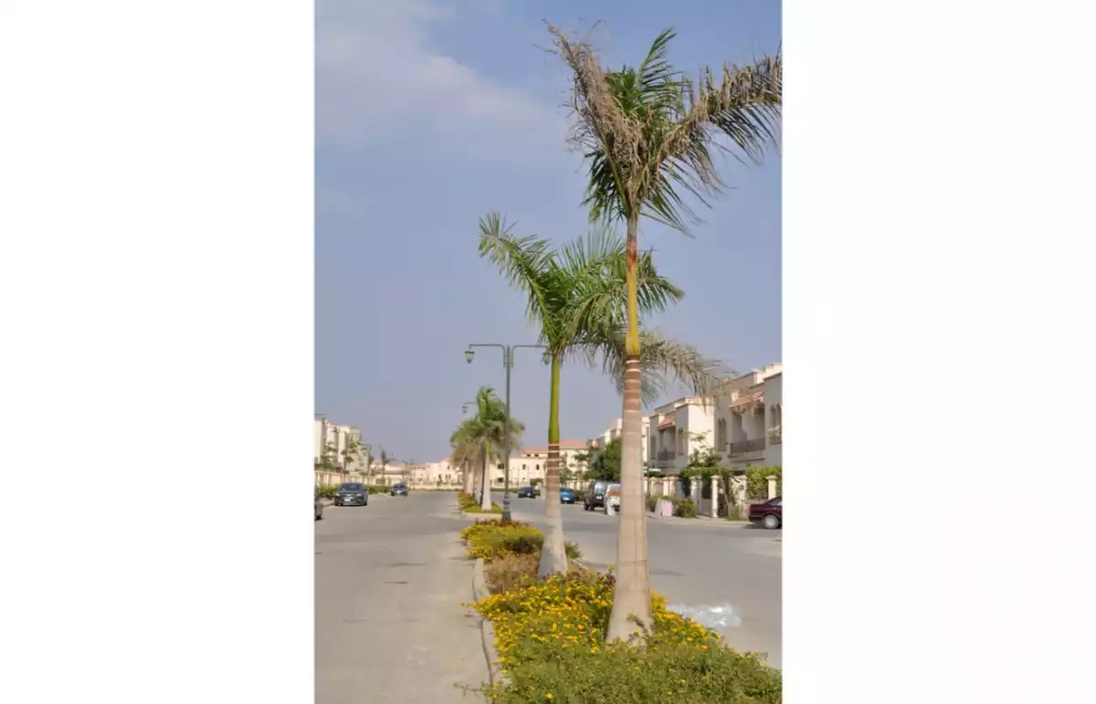 https://aqarmap.com.eg/en/listing/6306524-for-sale-cairo-el-sheikh-zayed-city-lshykh-zyd-ljdyd-zayed-greens-2-compound-location-development