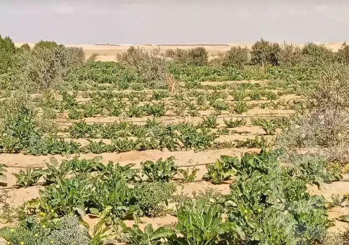 https://aqarmap.com.eg/en/listing/6319083-for-sale-el-fayoum-asyut-rd