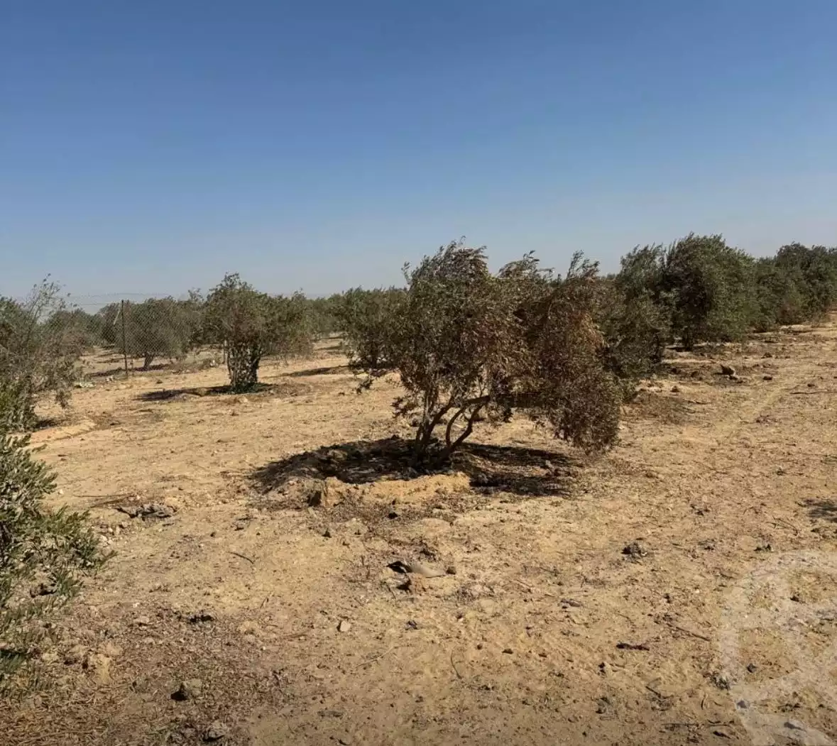 https://aqarmap.com.eg/ar/listing/6327491-for-sale-el-fayoum-fayoum-fayoum-city-agricultural-tower