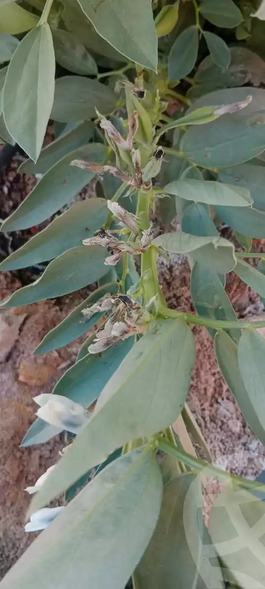 https://aqarmap.com.eg/en/listing/6339643-for-sale-new-valley-kharga-oasis-qret-el-sherka