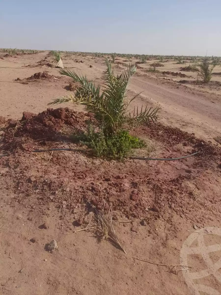 https://aqarmap.com.eg/en/listing/6339643-for-sale-new-valley-kharga-oasis-qret-el-sherka