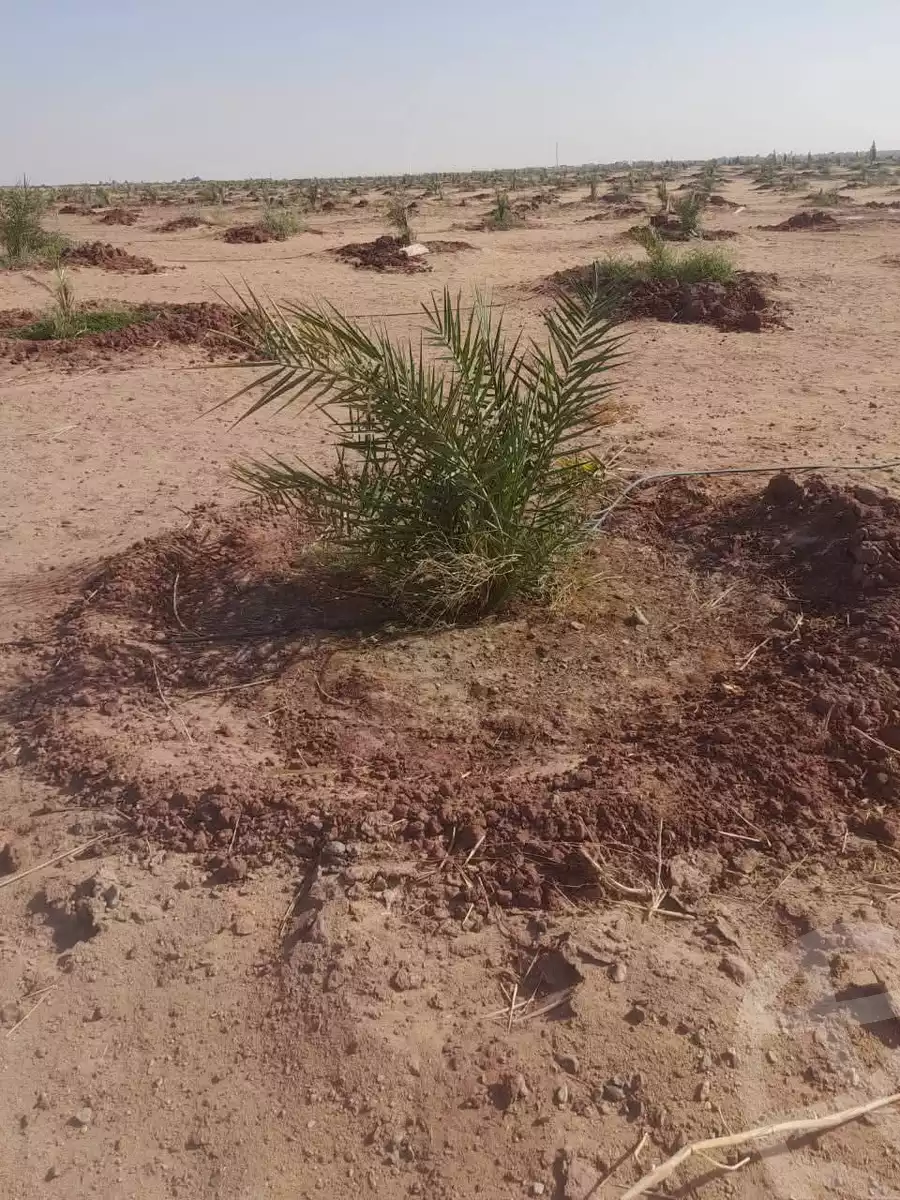 https://aqarmap.com.eg/en/listing/6339643-for-sale-new-valley-kharga-oasis-qret-el-sherka