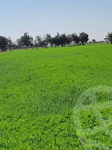 https://aqarmap.com.eg/en/listing/6379543-for-sale-new-valley-kharga-oasis-hai-el-zhour