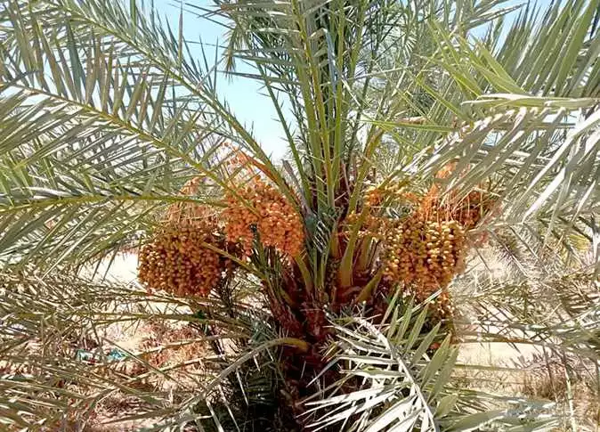 https://aqarmap.com.eg/en/listing/6404262-for-sale-new-valley-kharga-oasis-hai-el-zhour