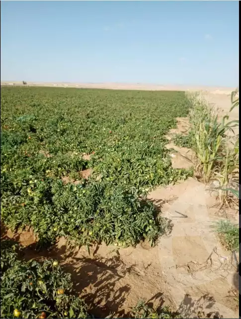 https://aqarmap.com.eg/ar/listing/6454233-for-sale-el-fayoum-fayoum
