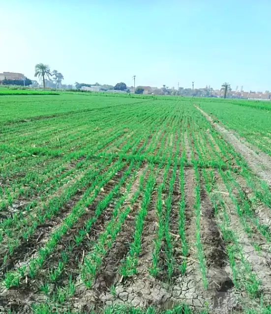 https://aqarmap.com.eg/ar/listing/6697470-for-sale-el-fayoum-tamiya-tamiyyah-city