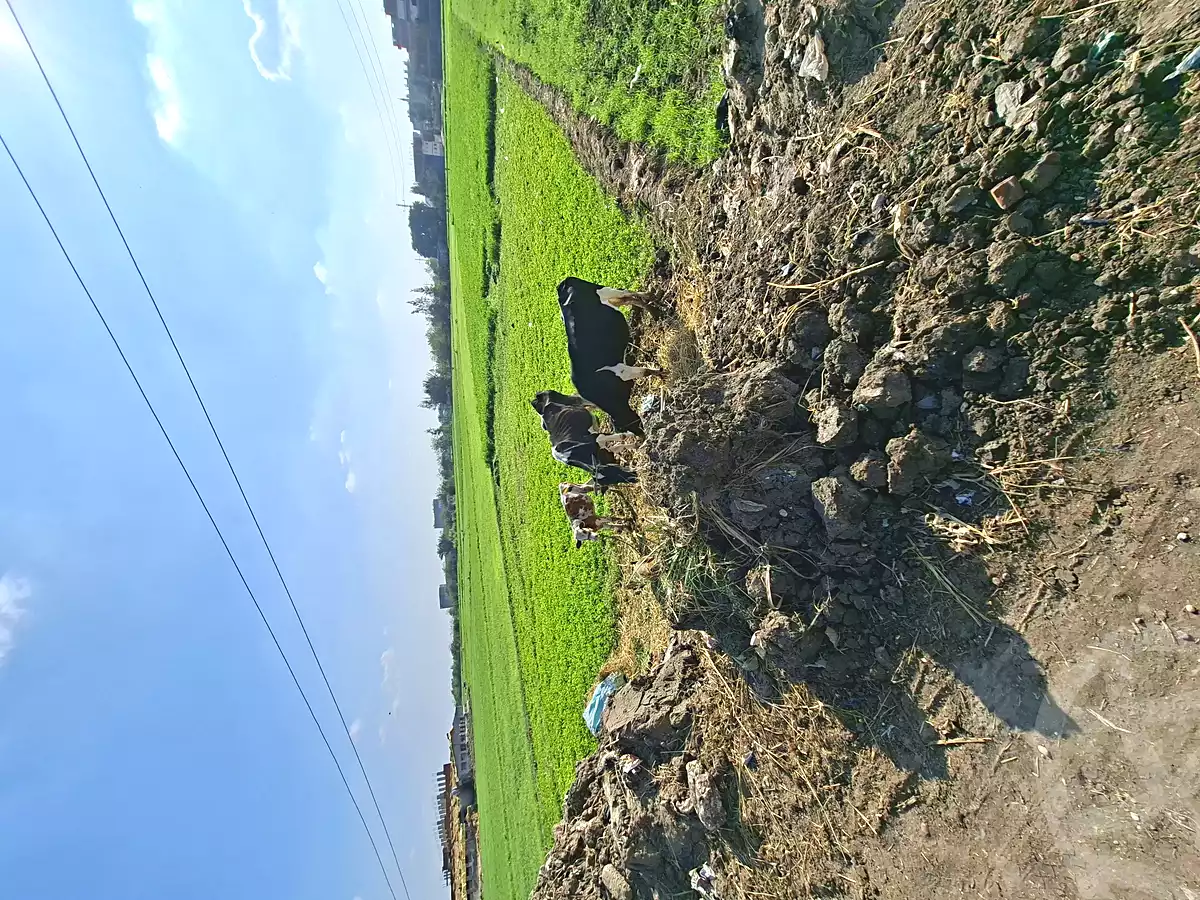 https://aqarmap.com.eg/ar/listing/6732978-for-sale-sharqia-faqous-faqous-city
