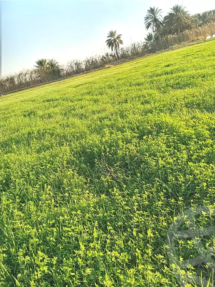 https://aqarmap.com.eg/ar/listing/6744459-for-sale-dakahlia-mit-ghamr-met-el-korashi