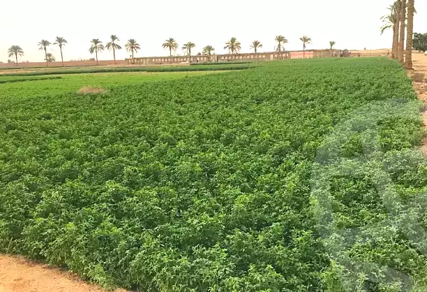 https://aqarmap.com.eg/ar/listing/6804858-for-sale-ismailia-abu-sweer