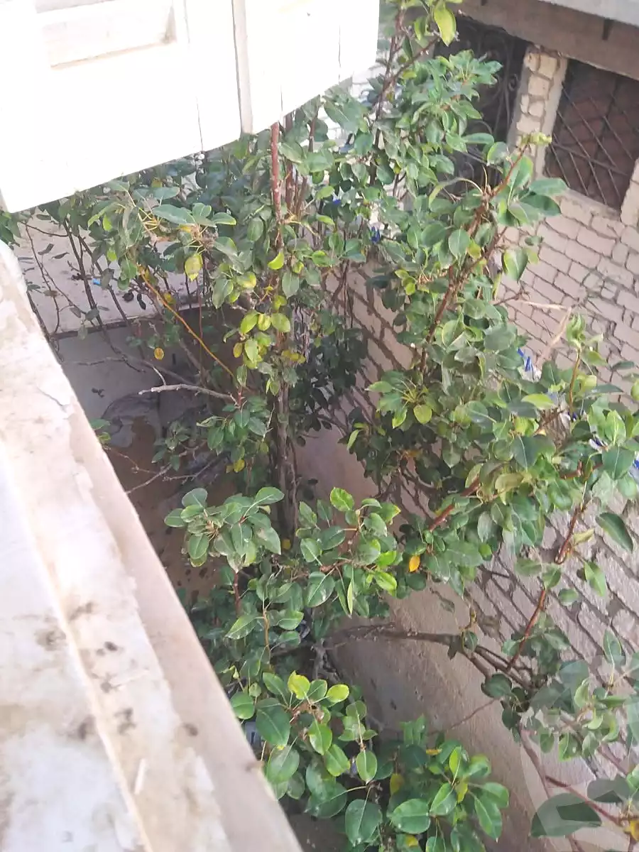 https://aqarmap.com.eg/en/listing/6855910-for-sale-alexandria-abu-talat