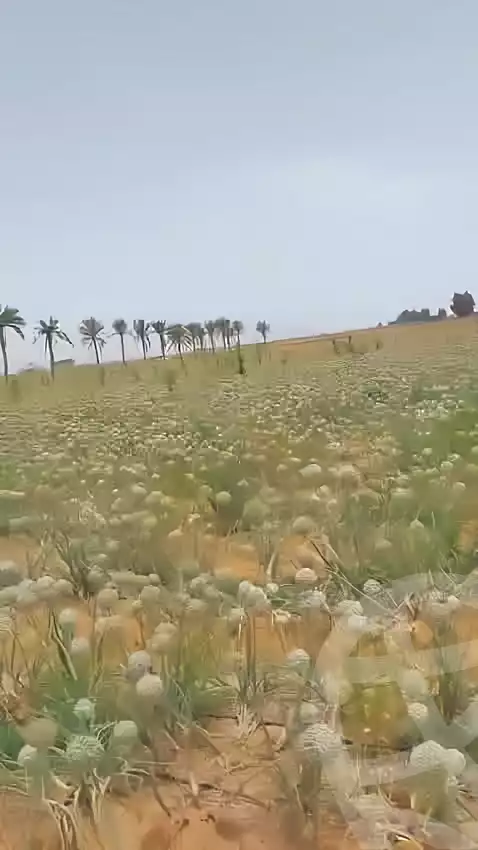 https://aqarmap.com.eg/ar/listing/6880319-for-sale-cairo-el-sheikh-zayed-city-alex-cairo-desert-road-kmbwnd-fy-tryq-skndry-lshrwy