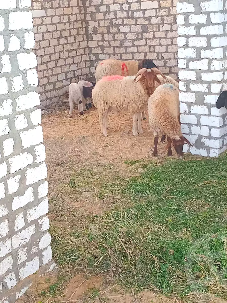 https://aqarmap.com.eg/ar/listing/6907760-for-sale-cairo-ljyz-bahariya-oasis-mandishah-village