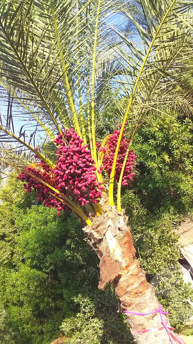 فيلا بـ٣ غرف نوم في مزارع ستيلا دي ماري، صورة ٣ من ١٥