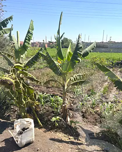 https://aqarmap.com.eg/en/listing/6971195-for-sale-sharqia-zagazig-haret-razna