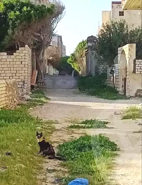https://aqarmap.com.eg/en/listing/6976419-for-sale-alexandria-alexandria-marsa-matrouh-rd