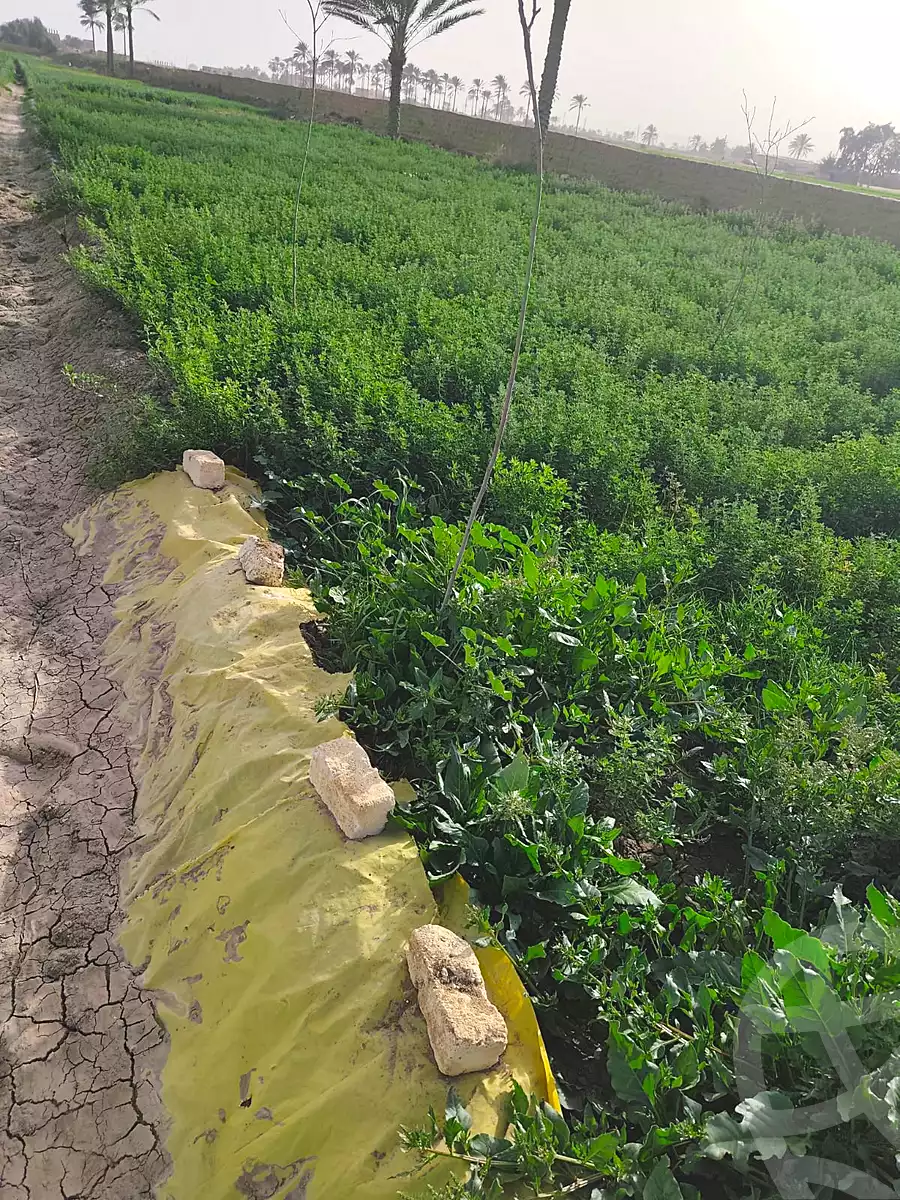 https://aqarmap.com.eg/en/listing/6978678-for-sale-ismailia-abu-sweer