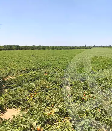 https://aqarmap.com.eg/en/listing/7011974-for-sale-alexandria-cairo-alexandria-desert-road