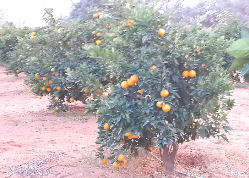 https://aqarmap.com.eg/ar/listing/7030666-for-sale-beheira-wadi-el-natrun