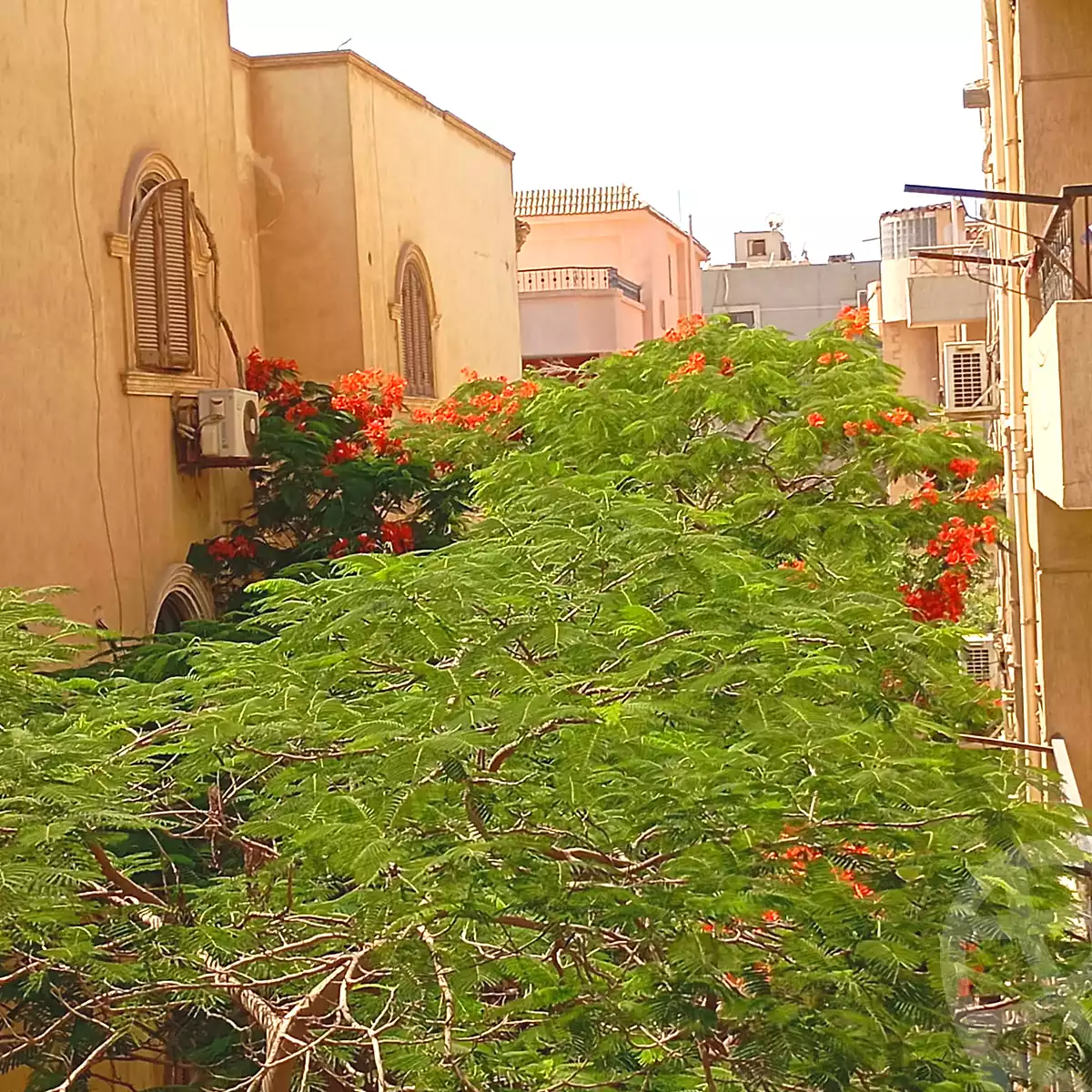 https://aqarmap.com.eg/ar/listing/7039577-for-rent-cairo-new-cairo-compounds-el-haya