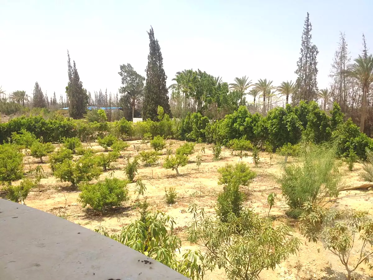 فيلا بـ٥ غرف نوم في جرين ٥، صورة ١٢ من ١٧
