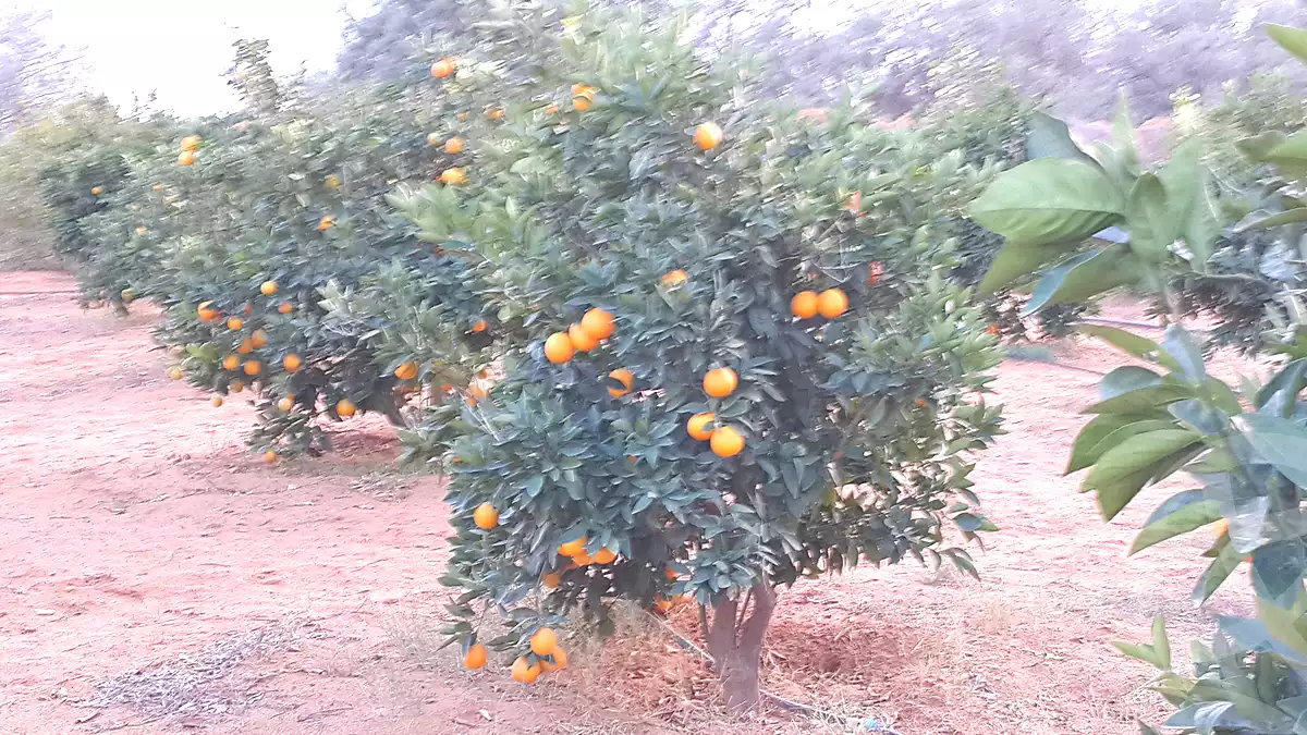 https://aqarmap.com.eg/ar/listing/7056801-for-sale-beheira-wadi-el-natrun