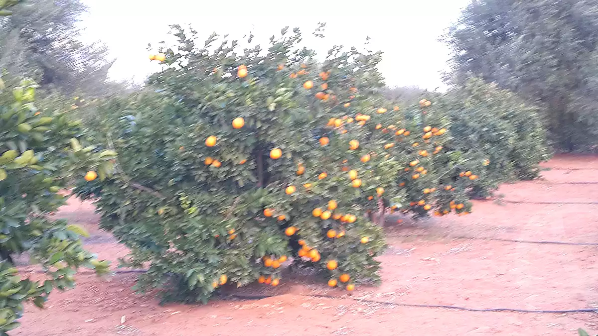 https://aqarmap.com.eg/ar/listing/7056801-for-sale-beheira-wadi-el-natrun