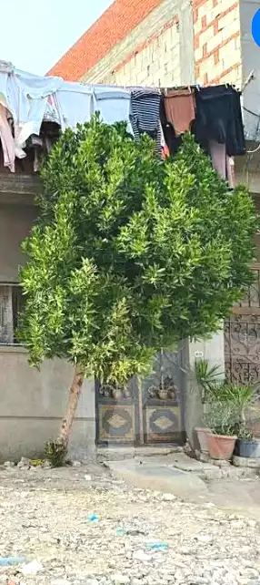 https://aqarmap.com.eg/ar/listing/7075757-for-sale-alexandria-mntq-fr-y-blskndry-el-awayed-ezbet-mohsen-st