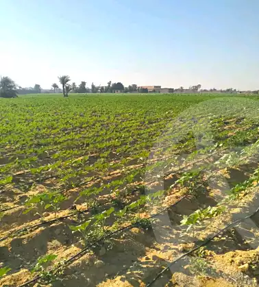 https://aqarmap.com.eg/ar/listing/7078042-for-sale-el-fayoum-tamiya-tamiyyah-city