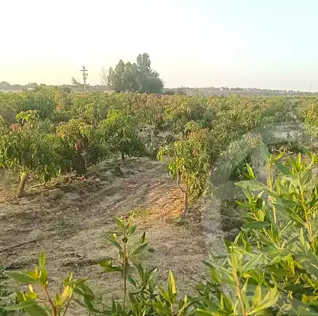 https://aqarmap.com.eg/ar/listing/7123873-for-sale-monufia-sadat-city