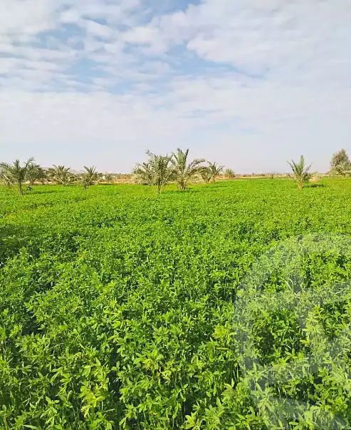 https://aqarmap.com.eg/en/listing/7137989-for-sale-beheira-wadi-el-natrun