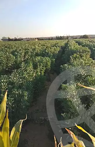 https://aqarmap.com.eg/en/listing/7147817-for-sale-beheira-wadi-el-natrun