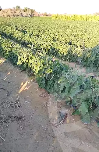 https://aqarmap.com.eg/en/listing/7147817-for-sale-beheira-wadi-el-natrun