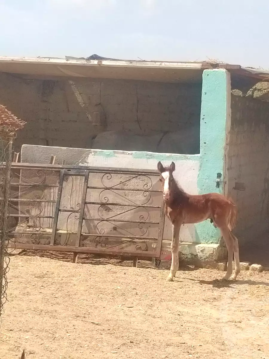 https://aqarmap.com.eg/en/listing/7212974-for-sale-el-fayoum-asyut-rd