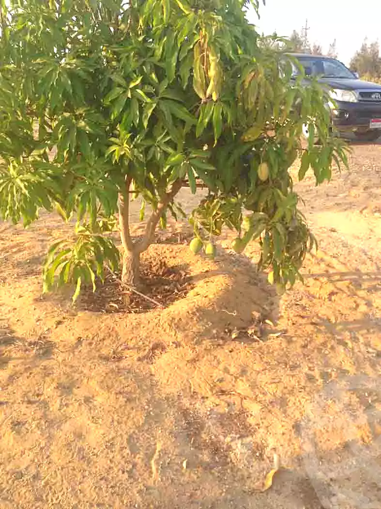 https://aqarmap.com.eg/en/listing/7239834-for-sale-cairo-el-sheikh-zayed-city-alex-cairo-desert-road-mdyn-sfnks-ljdyd