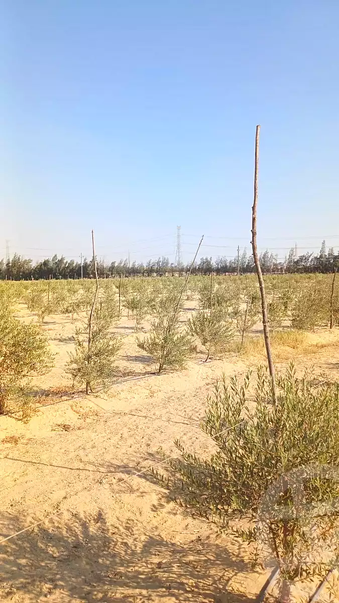 https://aqarmap.com.eg/ar/listing/7242037-for-sale-cairo-el-sheikh-zayed-city-alex-cairo-desert-road-mntq-fr-y-btryq-skndryh-lshrwy