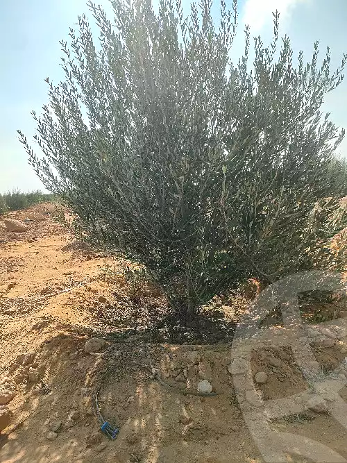 https://aqarmap.com.eg/en/listing/7299013-for-sale-suez-el-ganain-geneffe