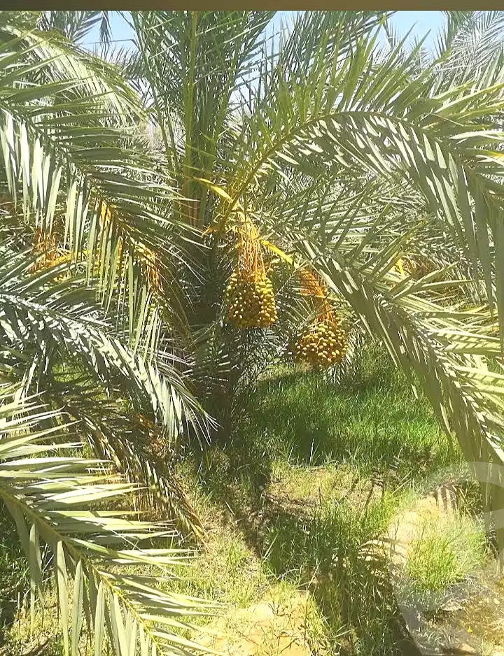 https://aqarmap.com.eg/ar/listing/7315067-for-sale-new-valley-kharga-oasis-hai-el-aml