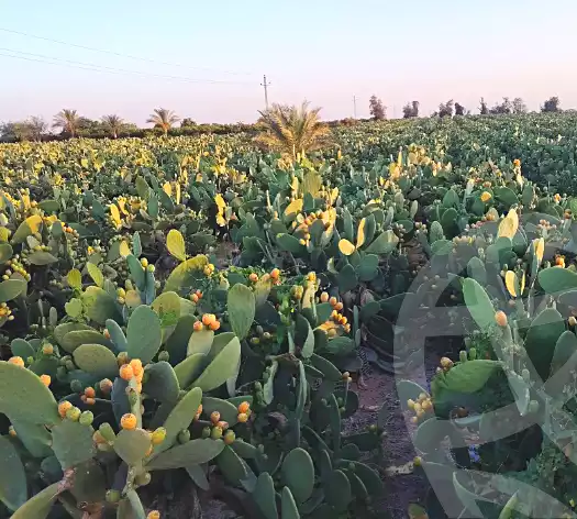 https://aqarmap.com.eg/en/listing/7315431-for-sale-beheira-wadi-el-natrun