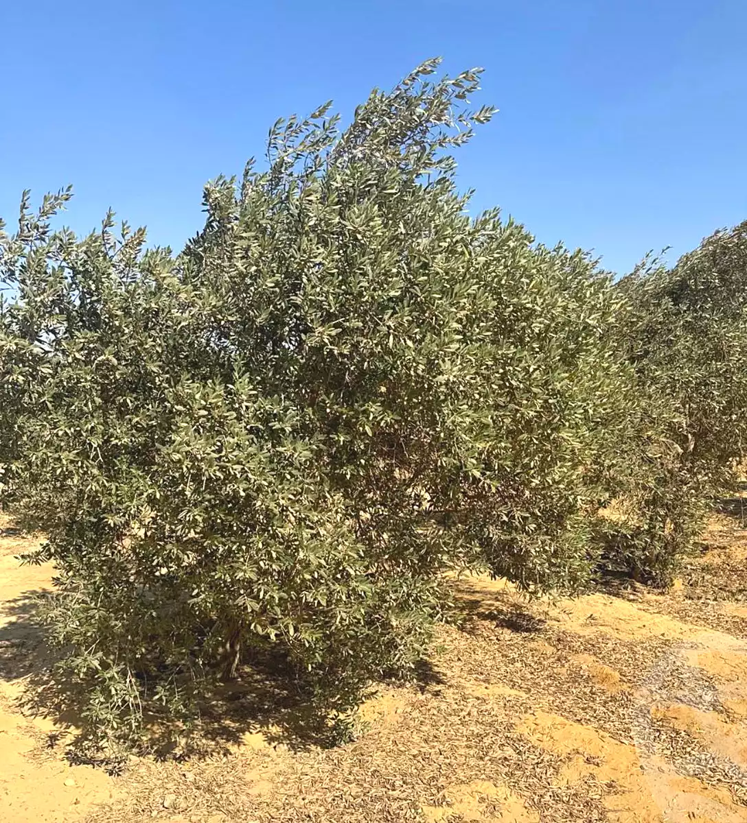 https://aqarmap.com.eg/ar/listing/7318408-for-sale-el-fayoum-asyut-rd