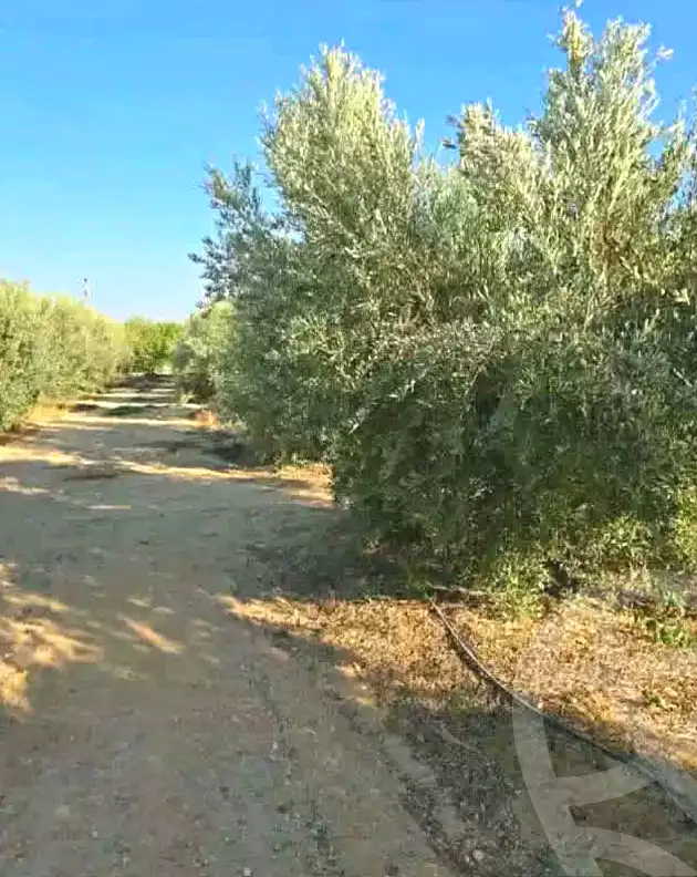 https://aqarmap.com.eg/en/listing/7359115-for-sale-el-fayoum-tamiya-kom-ushaim