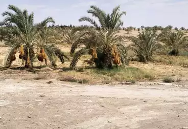 https://aqarmap.com.eg/ar/listing/5081468-for-sale-cairo-ljyz-bahariya-oasis