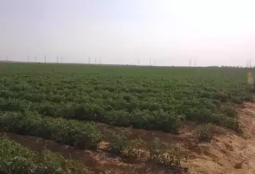 أراضي للبيع