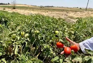 Farm For sale