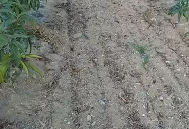 Farm For sale