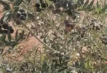 أرض زراعية للبيع